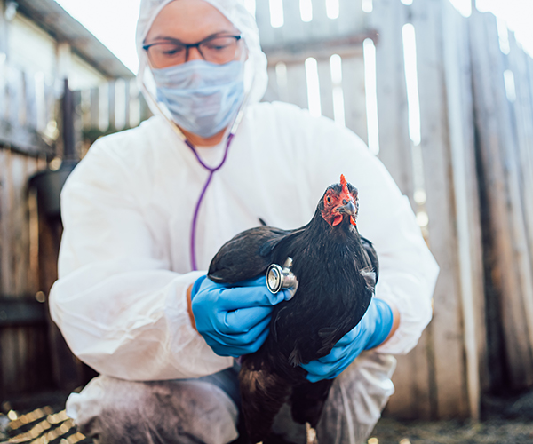 A chicken and a doctor