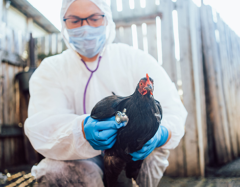 A chicken and a doctor A chicken and a doctor