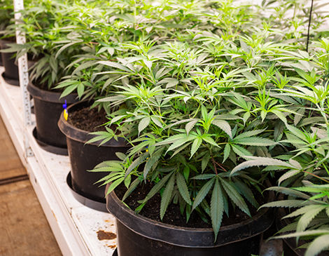 A close up of marijuana plants. A close up of marijuana plants.