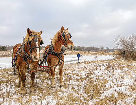 An Amish man begins the process of ice harvesting. An Amish man begins the process of ice harvesting.