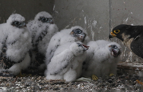 Baby Falcons at Terminal Tower