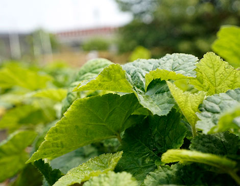 Foamflower, Meadow City Native Plant Nursery