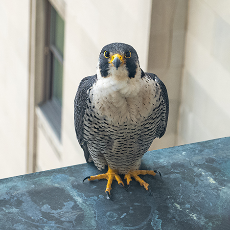 One of the falcons at Terminal Tower