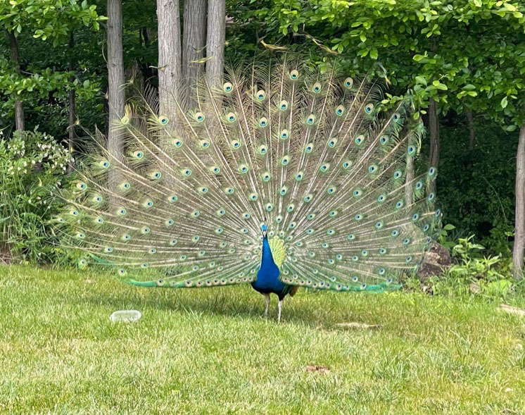 Peacock