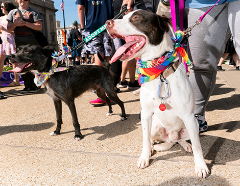 Pride in the CLE: Photos