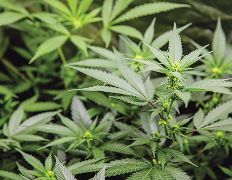 HL Photo, Marijuana, Cannabis HL Photo, Marijuana, Cannabis