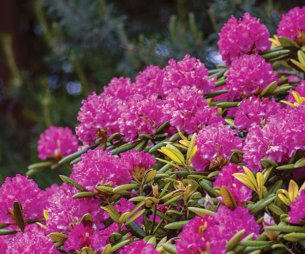 Courtesy Yoksel Zok via Unsplash