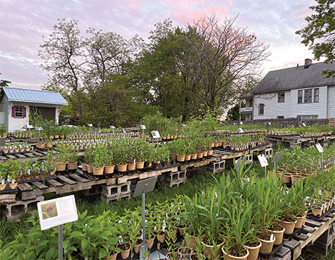 Meadow City Native Plant Nursery Courtesy Alyssa Zearley Meadow City Native Plant Nursery Courtesy Alyssa Zearley