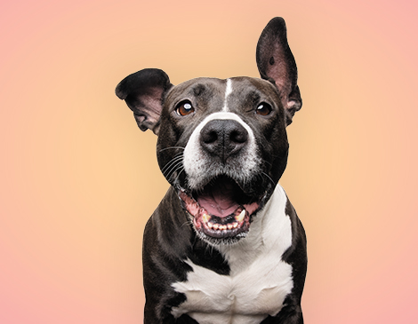 Cleveland Pet Guide Cleveland Pet Guide