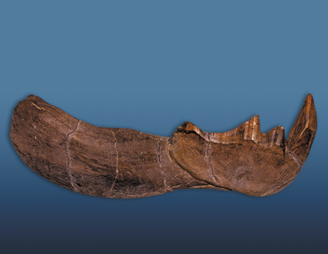 Jaw Bone