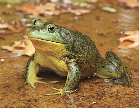 American Bullfrog courtesy iStock