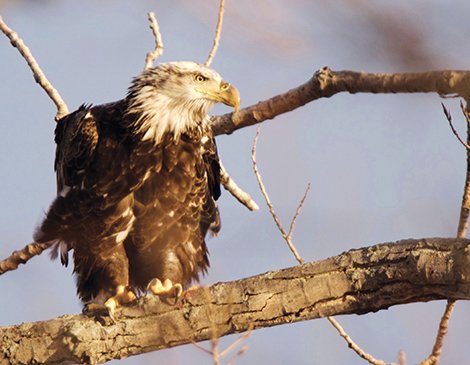 Bald Eagle Bald Eagle