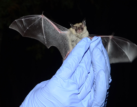 Bat, courtesy US Fish and Wildlife Service