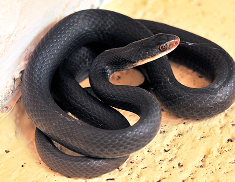 Black Racer Snake courtesy iStock