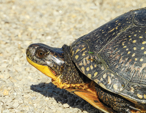 Blanding's Turtle Blanding's Turtle