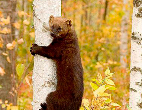 Fisher, Courtesy Douglas H. Domedion, via Wikimedia Commons Fisher, Courtesy Douglas H. Domedion, via Wikimedia Commons