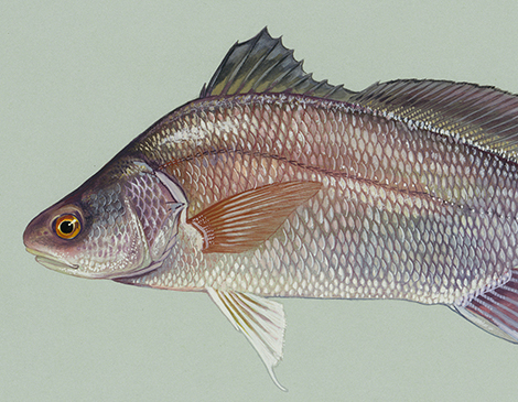 Freshwater Drum, Art by Duane Raver Freshwater Drum, Art by Duane Raver