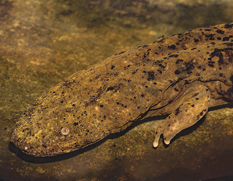 Hellbender, courtesy iStock