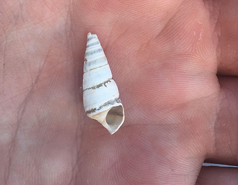 Hornsnail Hornsnail