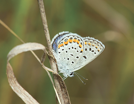 Karner Blue Butterfly, courtesy iStock Karner Blue Butterfly, courtesy iStock