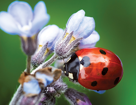 Ladybug courtesy iStock