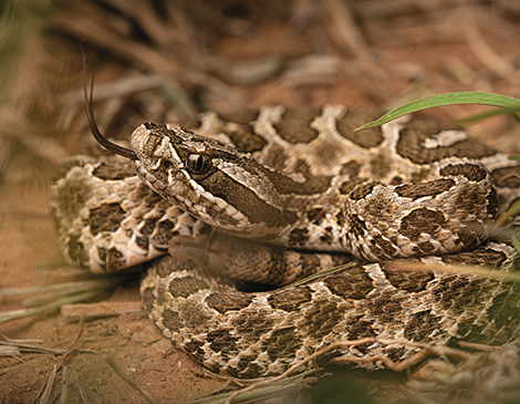 Massasauga Rattlesnake, courtesy iStock Massasauga Rattlesnake, courtesy iStock