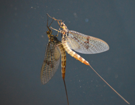 Mayfly, courtesy of SR Photies via Flickr Mayfly, courtesy of SR Photies via Flickr