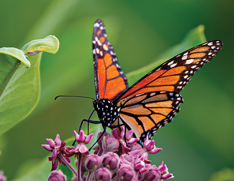 Monarch Butterfly, courtesy iStock