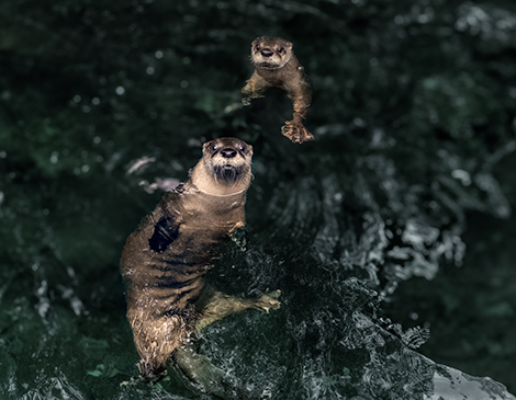 Otters, by Greg Murray