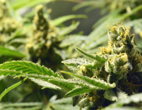 Recreational Cannabis - Courtesy Flickr User Don Goofy Recreational Cannabis - Courtesy Flickr User Don Goofy