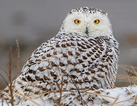 Snowy Owl courtesy iStock Snowy Owl courtesy iStock