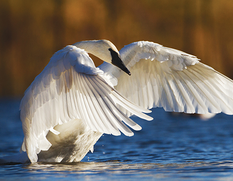 Trumpeter Swan, Courtesy iStock Trumpeter Swan, Courtesy iStock