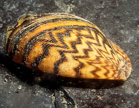 Zebra Mussel, courtesy iStock Zebra Mussel, courtesy iStock