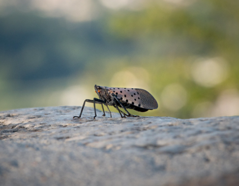 Spotted Lanternfly_Courtesy US Department of Agriculture Spotted Lanternfly_Courtesy US Department of Agriculture