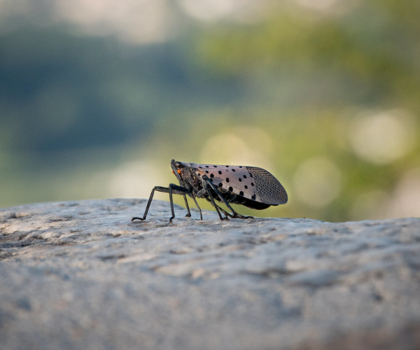 Spotted Lanternfly_Courtesy US Department of Agriculture Spotted Lanternfly_Courtesy US Department of Agriculture