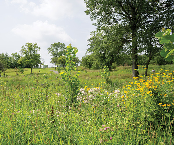 Green space in Brooklyn