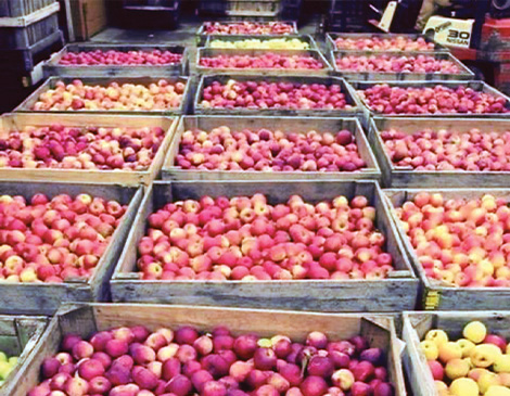 apples at Mapleside Farms in Brunswick, Ohio