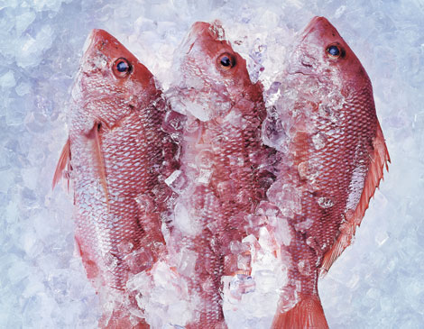 Euclid Fish Snapper  Euclid Fish Snapper