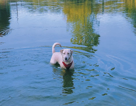 Dog Beach Dog Beach