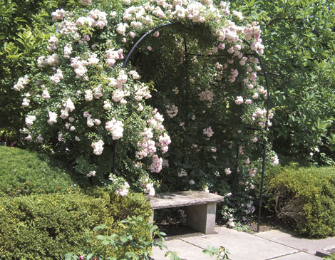 Rose Garden Rose Garden