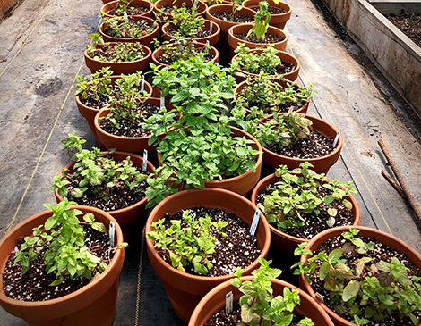 Herb Gardening Herb Gardening