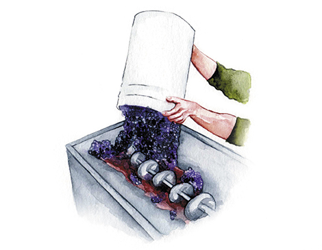 Crushing grapes