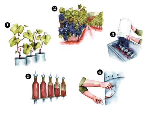 How wine is made How wine is made