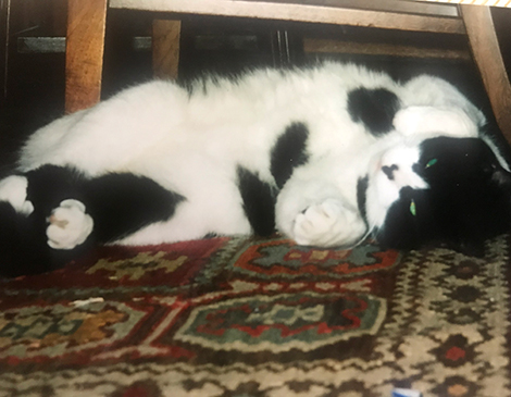 Marbles, The Cat Marbles, The Cat