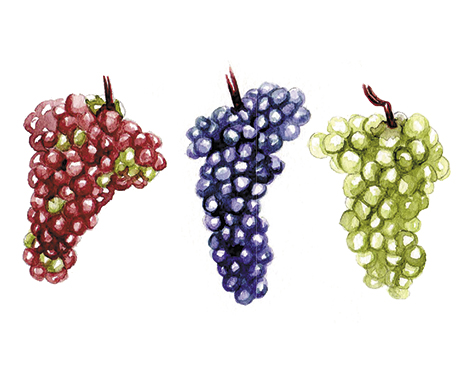 Ohio grapes Ohio grapes