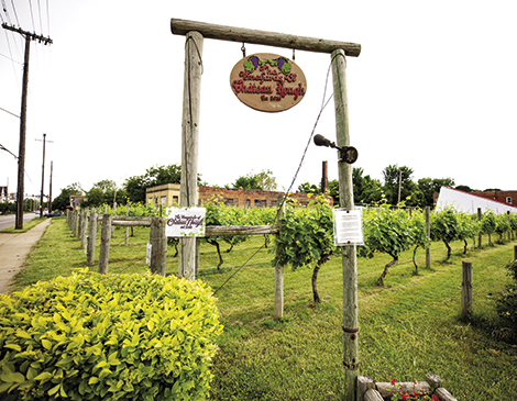 The Vineyard and Winery at Chateau Hough