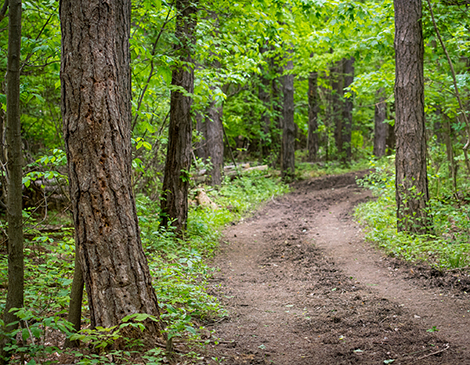 Hiking Trail Hiking Trail