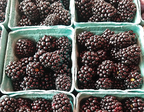 Tremont Farmers Market Tremont Farmers Market