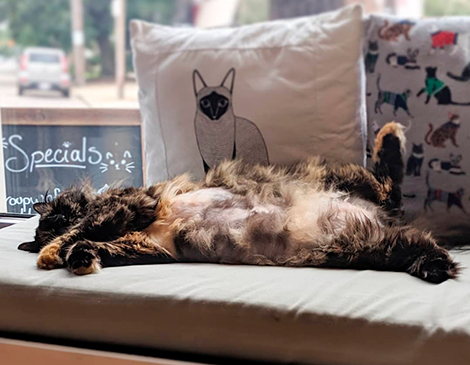 Affogato Cat Cafe Affogato Cat Cafe