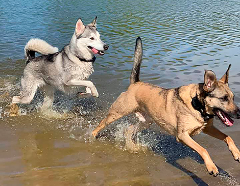 Bow Wow Beach Dog Park Bow Wow Beach Dog Park